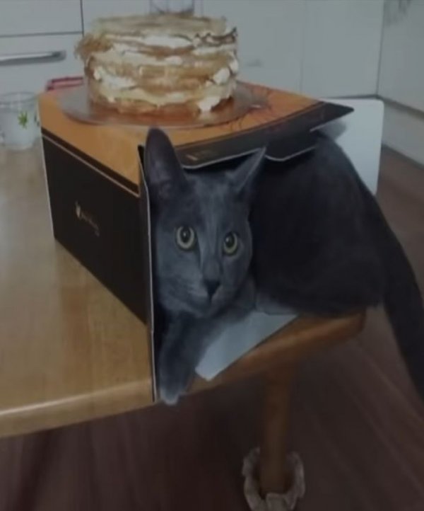 케익 상자