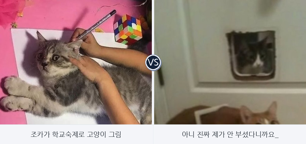 망한/웃긴/귀여운 고양이 사진 월드컵